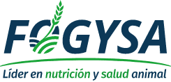 Fogysa